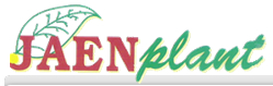 Jaenplant